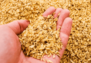 Rice Husk 1 1 1 300x208