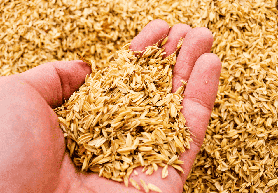 Rice Husk 1 1 1